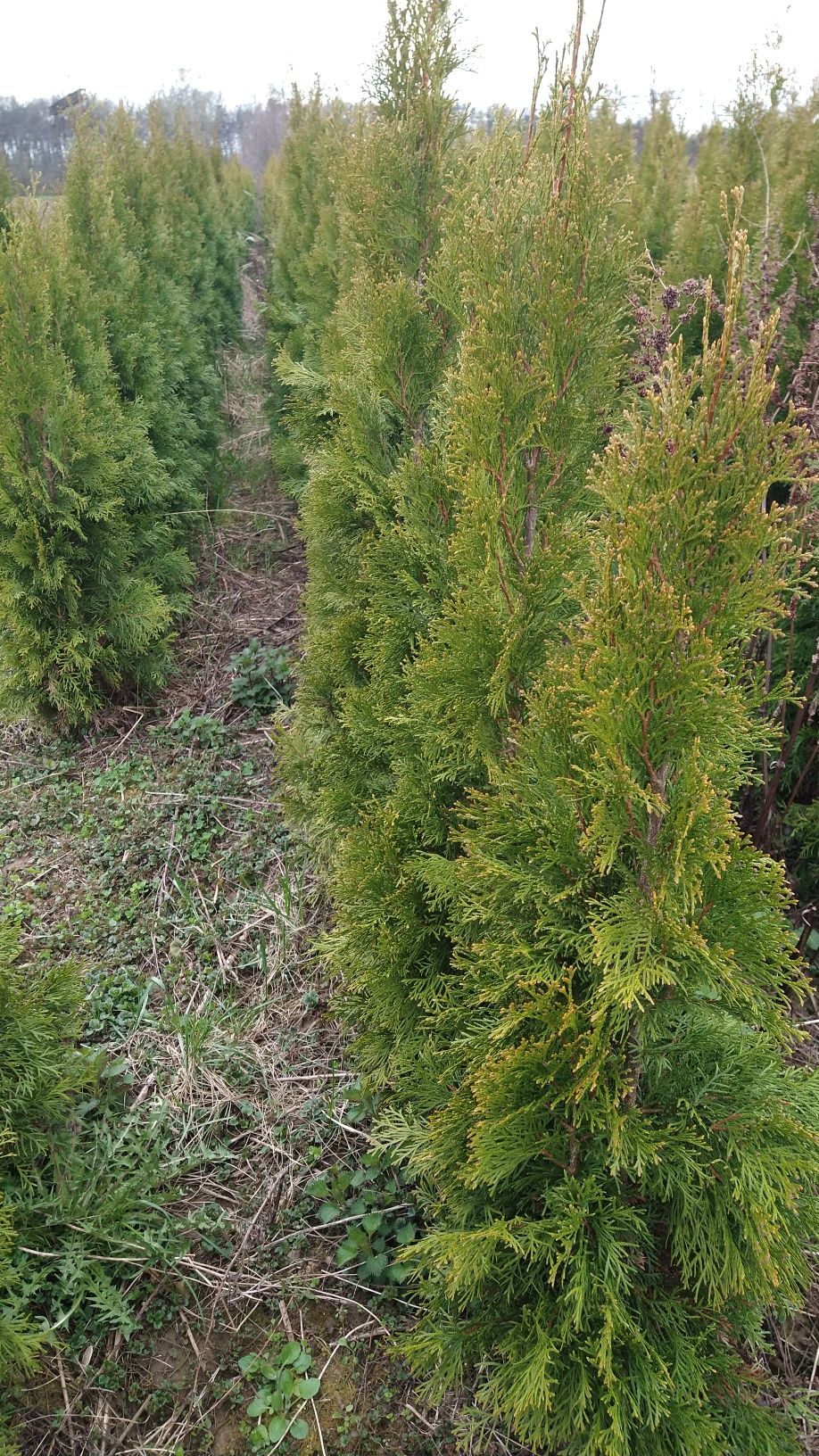 Thuja szmaragd, kopana, 140-180cm