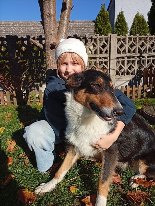 Owczarek szkocki collie