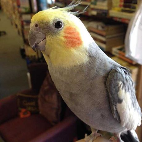 Колібрі у клітці: Розкішний світ папуги Корелла
