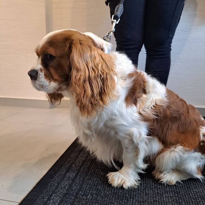 Cavalier King Charles Spaniel Pies