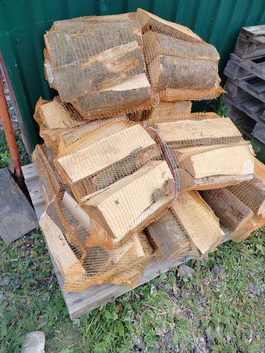 Worki z drzewem buk brzoza