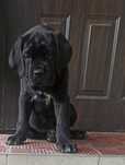 Cane Corso suczka