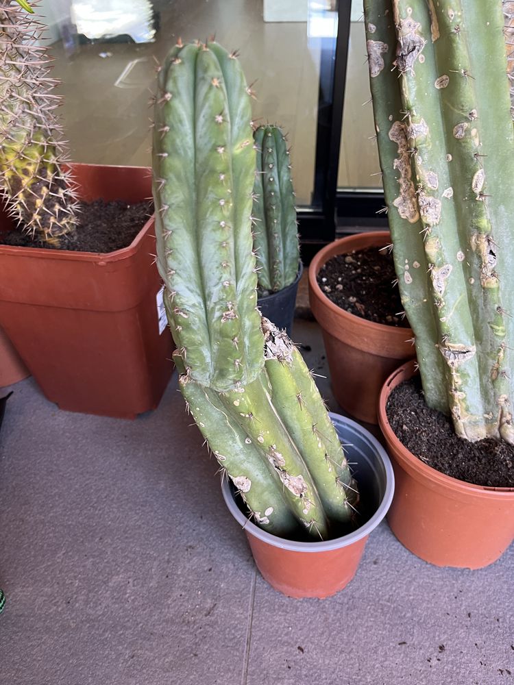 Cactos cereus e palmeiras de Madagascar