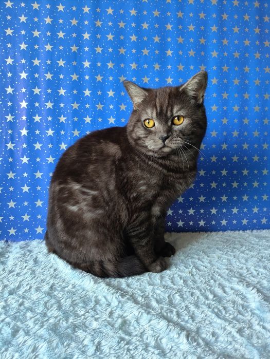 Мальчик чёрный дымчатый мрамор