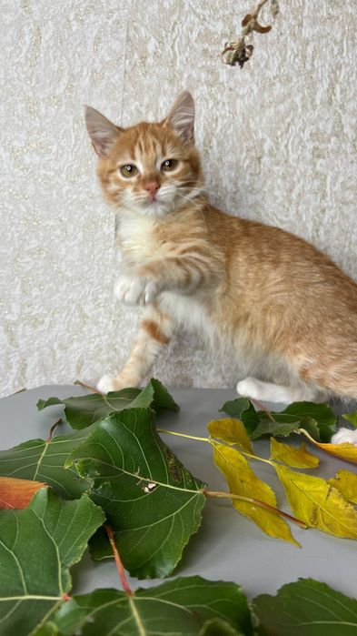 Отлам_ кошки_ котята_ Маргоша