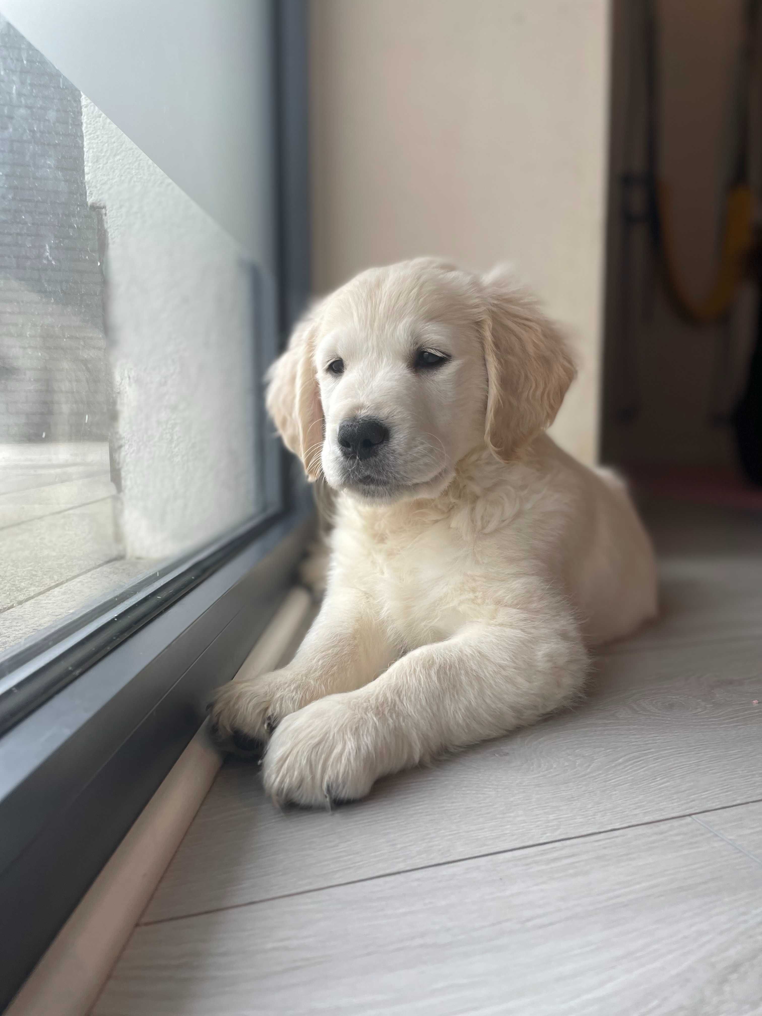 Prześliczny Golden Retriever