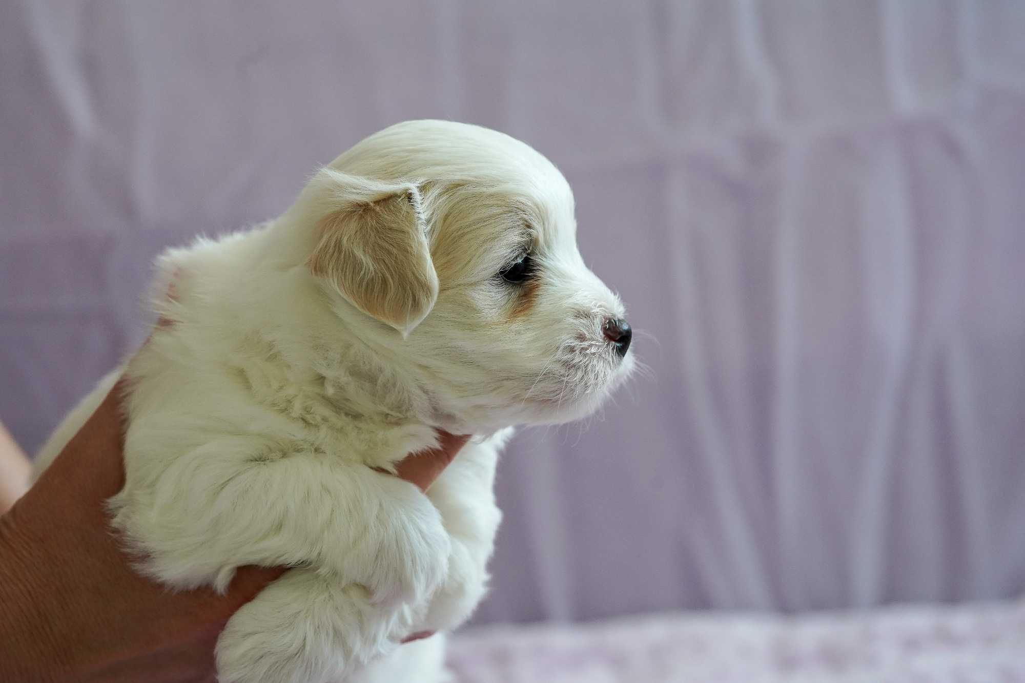 Coton de Tulear szczeniak FCI