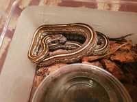 Wąż Rootbeer Tessera Caramel - hybryda wąż zbożowy X wąż preriowy