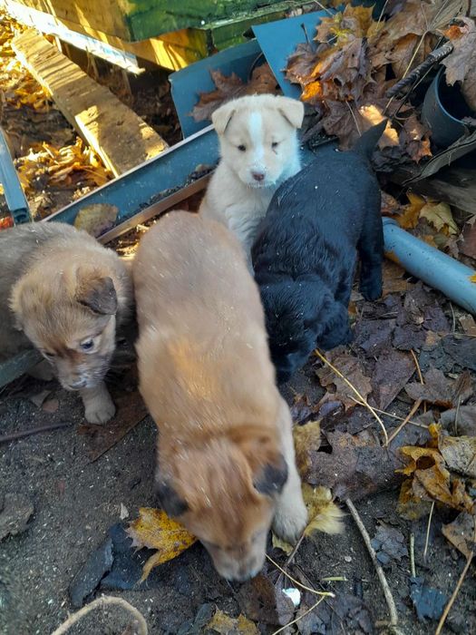 Oddam w dobre ręce małe pieski