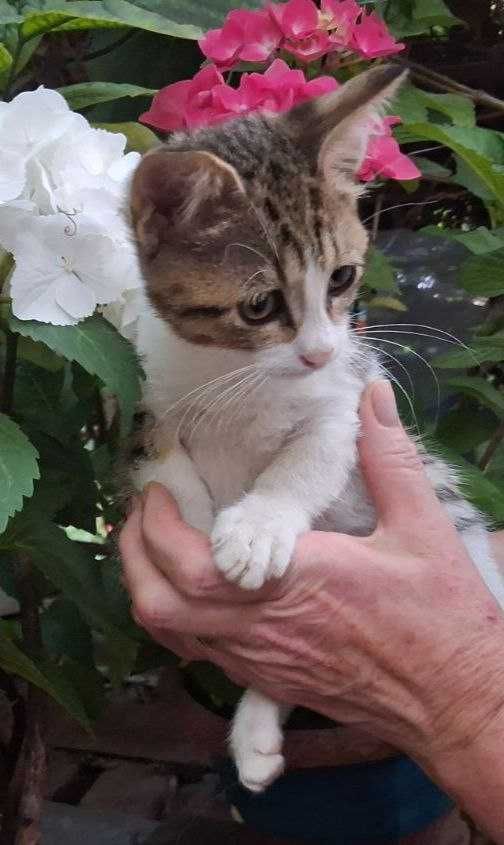 !!Гарнюні котодіточки шукають родину!!