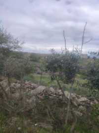 Vendo oliveiras em Moncorvo