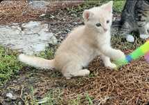 Кіт котик котеня