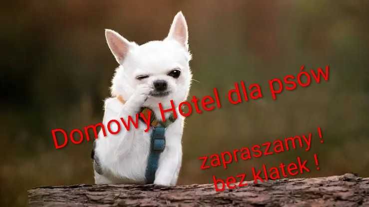 Hotel dla psów domowy bez klatek