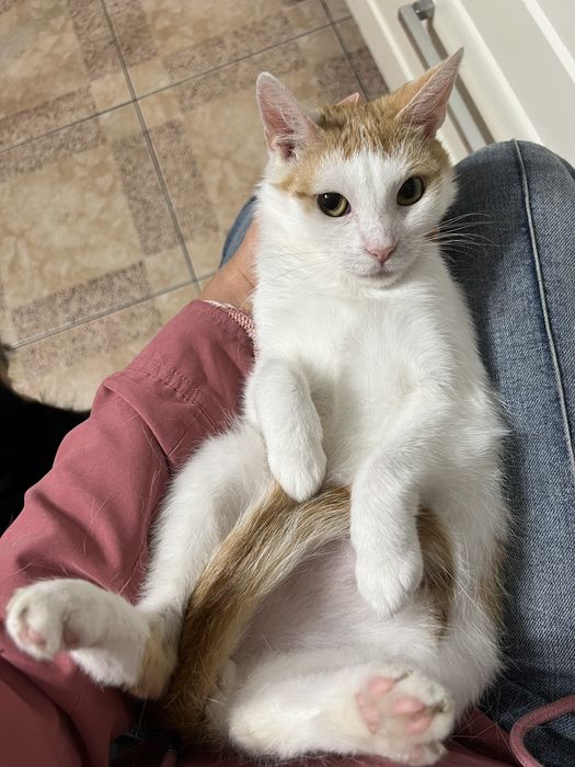 Kochany, tulaśny kocurek Karmelek szuka domku