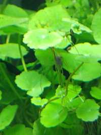Rośliny akwariowe/roślina do akwarium/hydrocotyle leucocephala