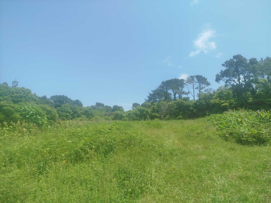 Terreno Pinheira - Rua da Bragada - Santo António