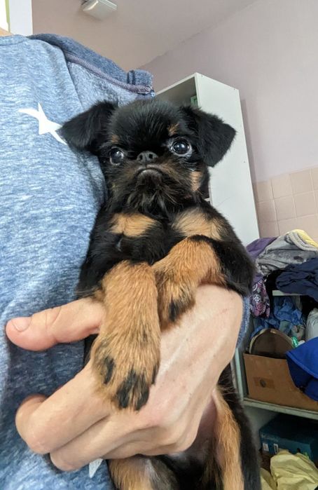 Хлопчик бельгійський грифон