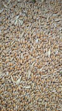 Продам зерно: пшеницу, кукурузу, овес, ячмень., отруби, зернотходы.