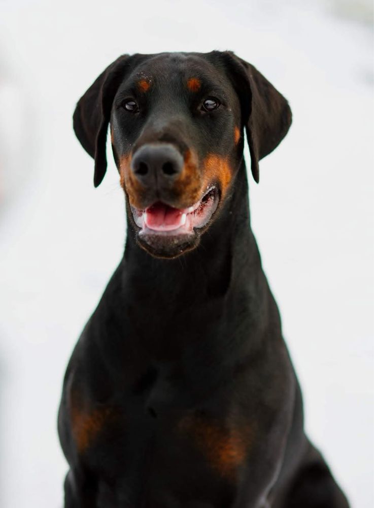 Doberman FCI-zapowiedź miotu