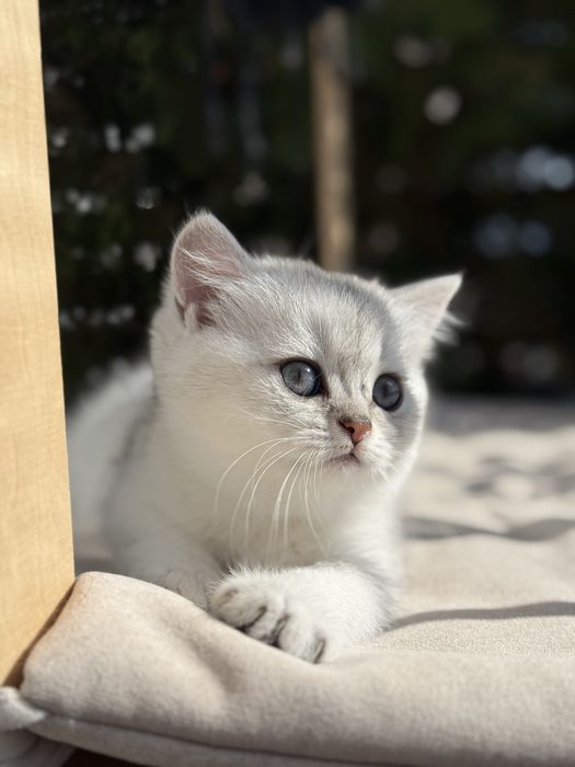 Kot brytyjski kotka krótkowłosa