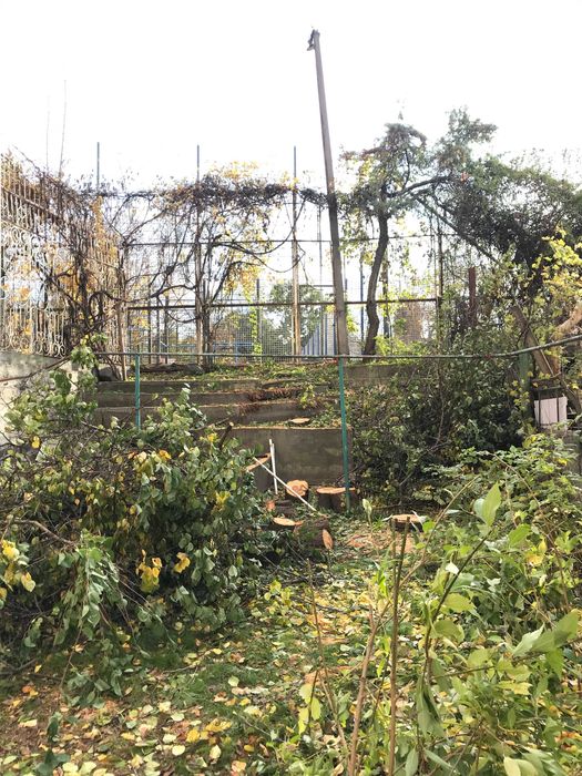 Спил деревьев. Спилить орех над домом это к Нам Обрезка фруктовых