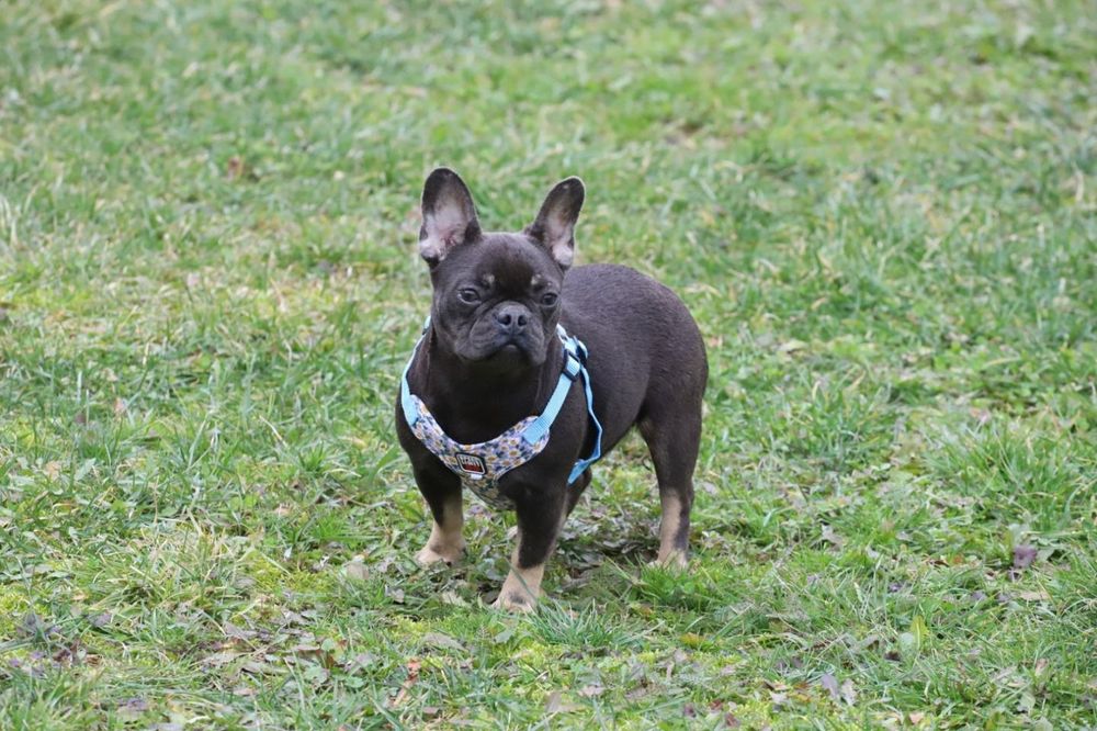Голубо- подпалая девочка французского бульдога