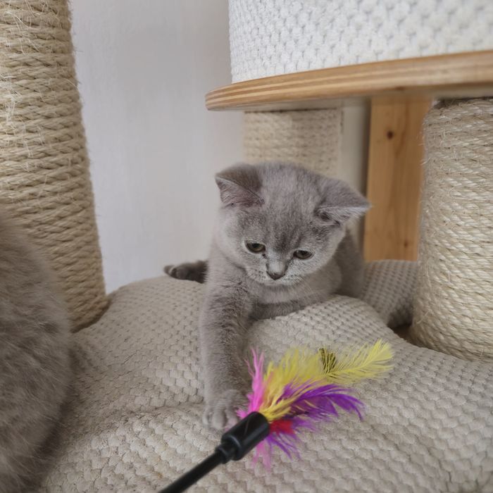 Kocur Brytyjski liliowy gotowy do odbioru