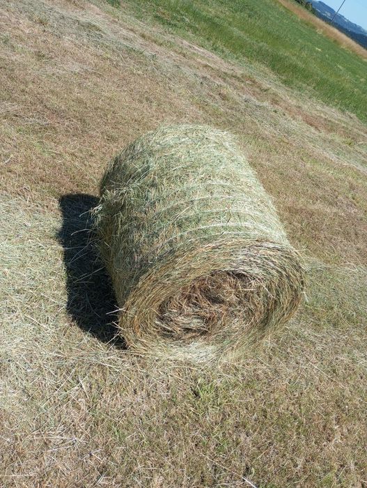 Sprzedam siano w belach