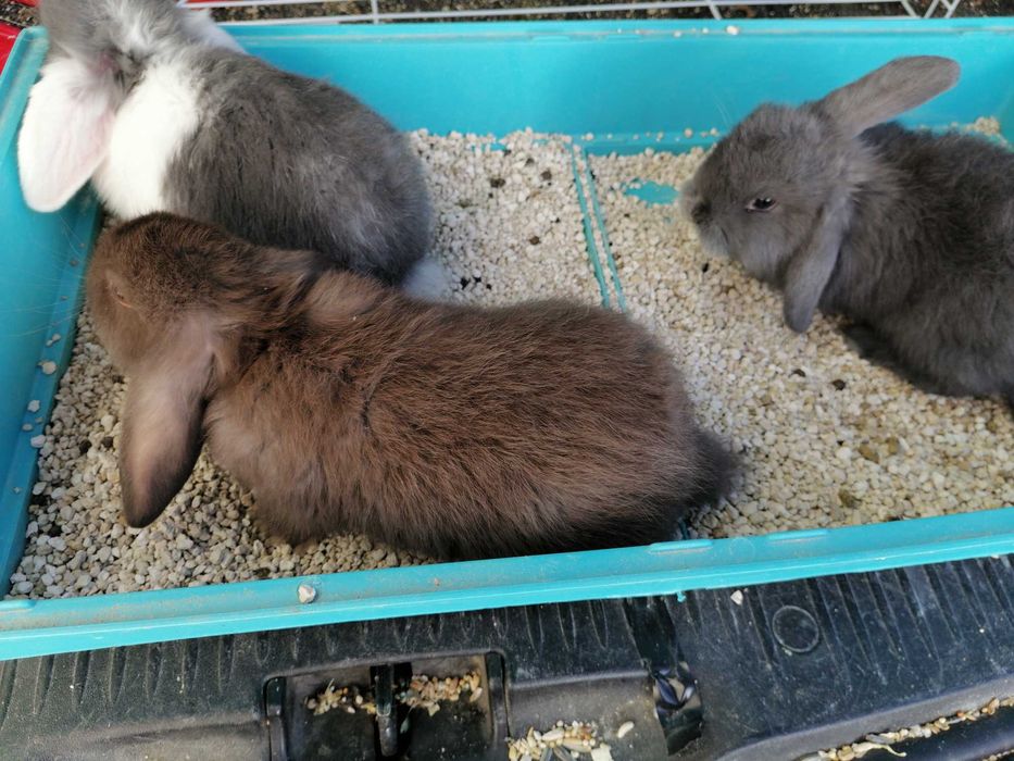 Vendo kit coelhos anões orelhudos