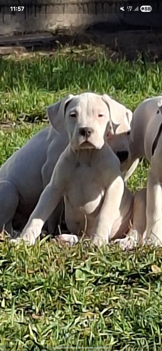 Bandog piękny biały piesek nie dog argentyński cane corso amstaff