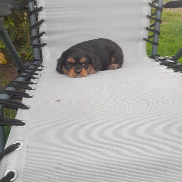 Piesek Cavalier King Charles Spaniel