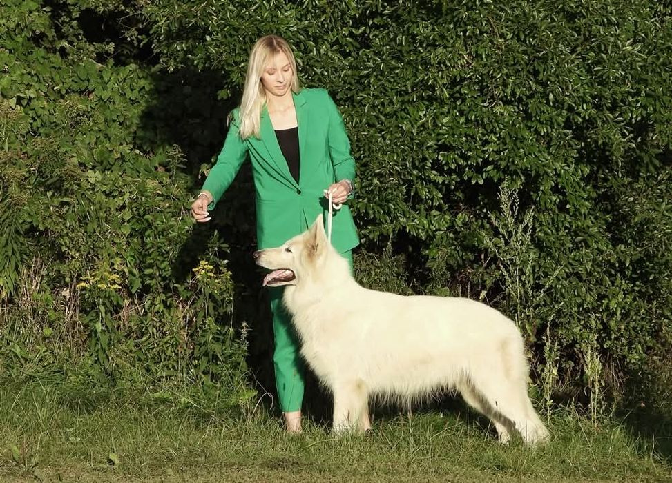 Biały Owczarek Szwajcarski zapowiedź miotu