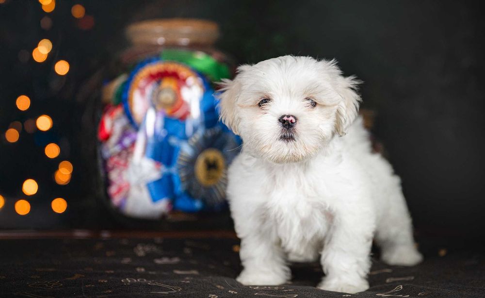 Lhasa Apso - rodowód FCI