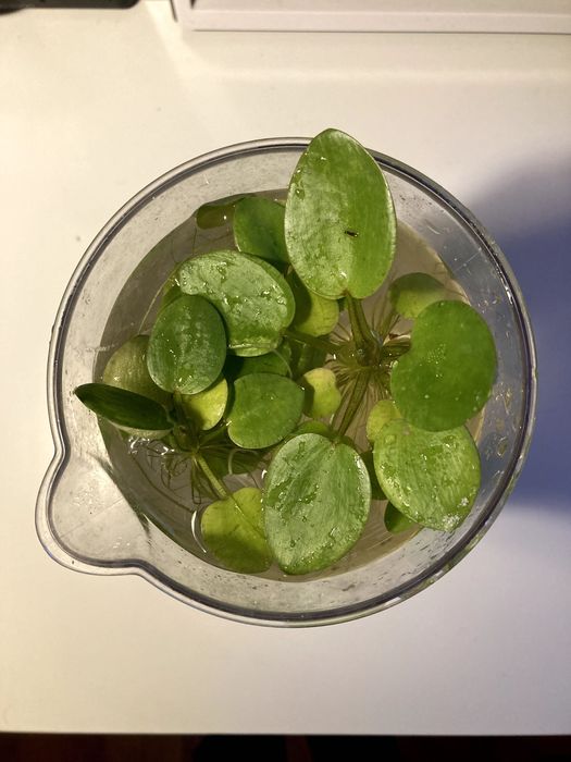 Limnobium laevigatum -  Planta flutuante