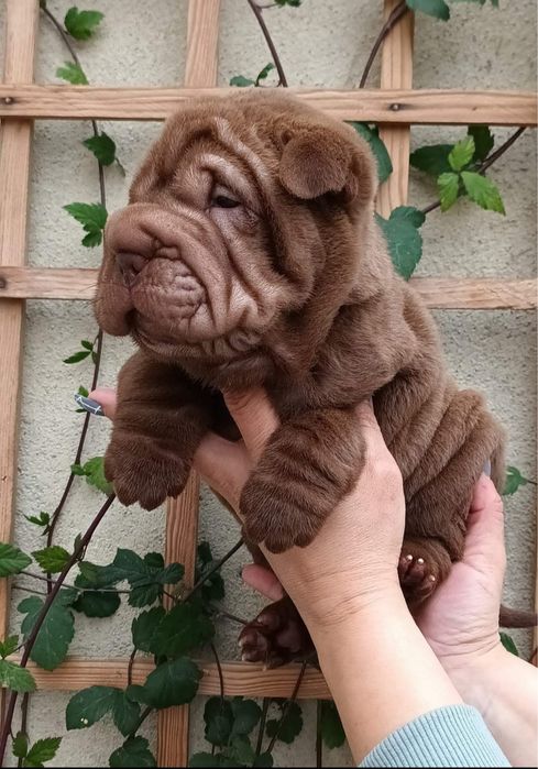 Shar Pei / sharpei com Lop