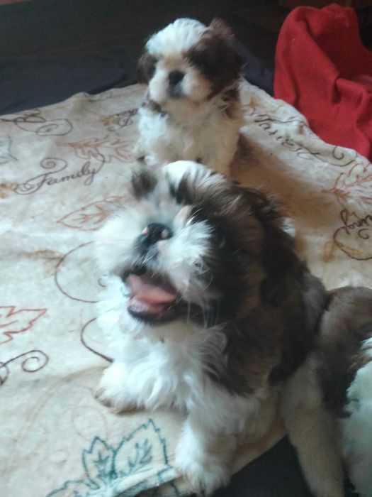 Śliczny szczeniak rasy Shih Tzu