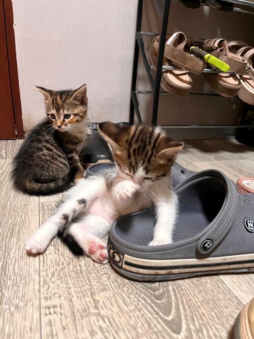 Отдам котенка мальчика в хорошие руки