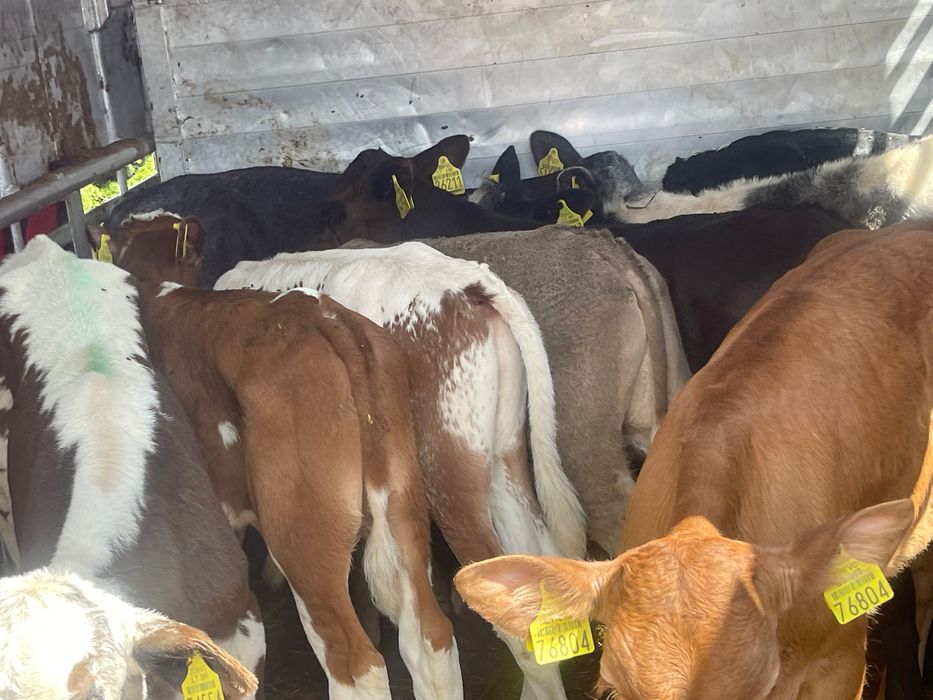 Sprzedam byczki mięsne 15szt