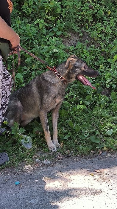 Подаруйте родину дівчинці собака пес дівчинка безкоштовно притулок дім