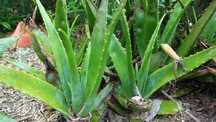 Aloés Vera (planta)