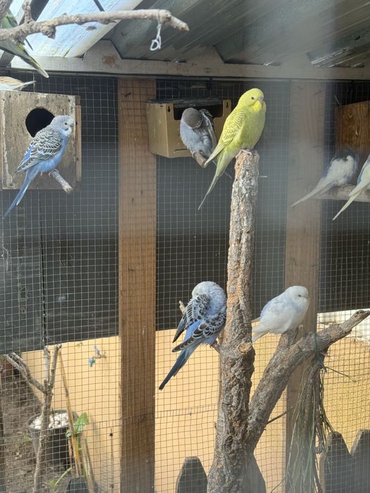 Piriquitos australianos