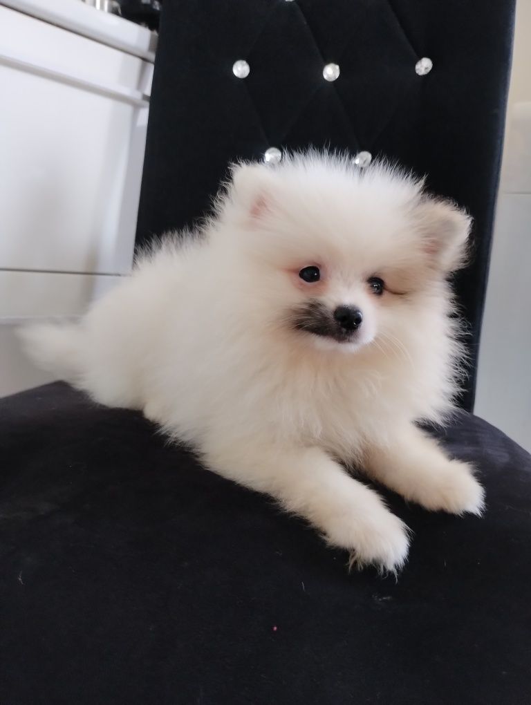 Szpic miniaturowy pomeranian jedyny taki