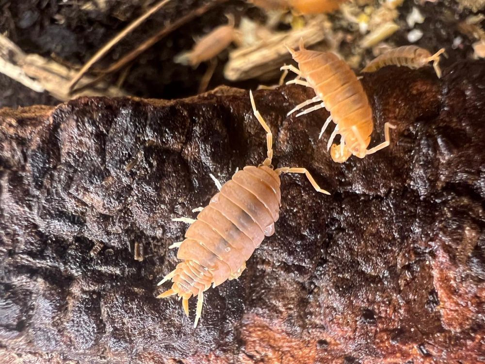 Isopody Porcellionides Pruinosus Powder Orange" Ekipa Sprzątająca