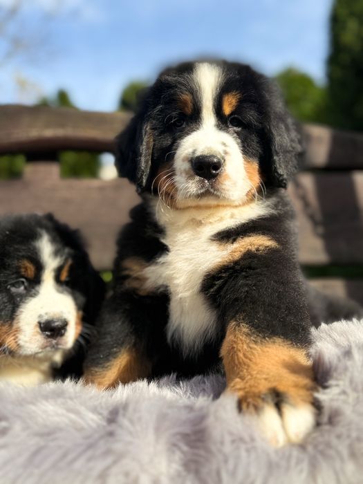 Berneński Pies Pasterski - Szczenie do Odbioru