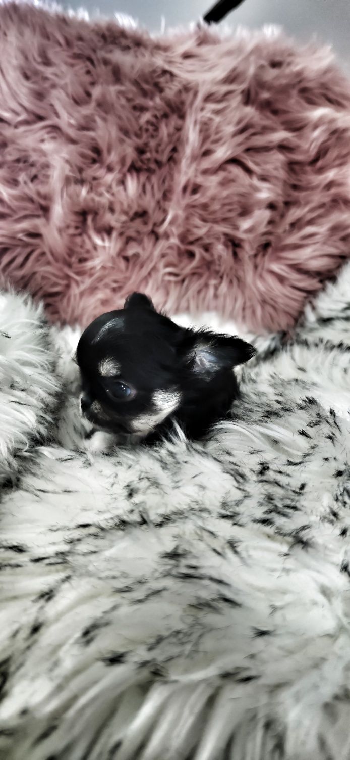 *** Mini Dziewynusia Chihuahua *** Gotowa Do Odbioru ***
