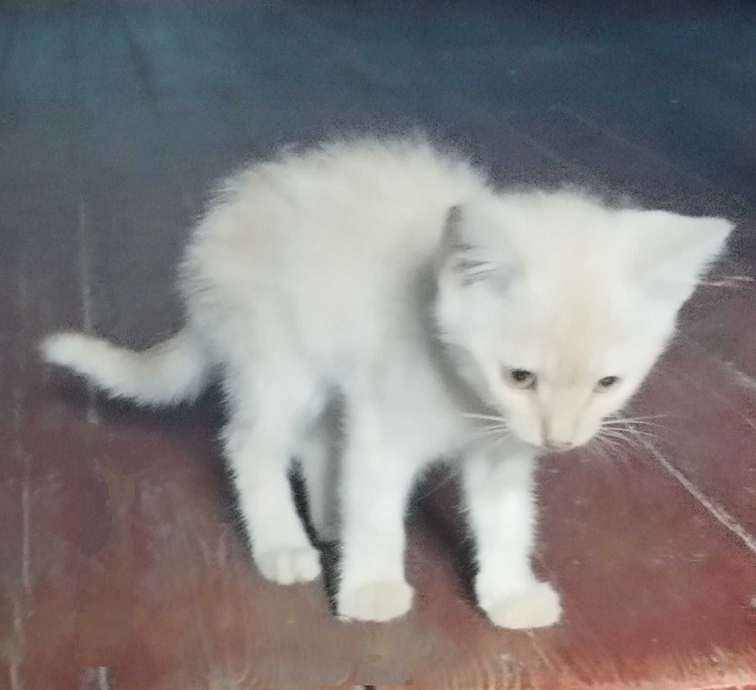 Котик персикового кольору