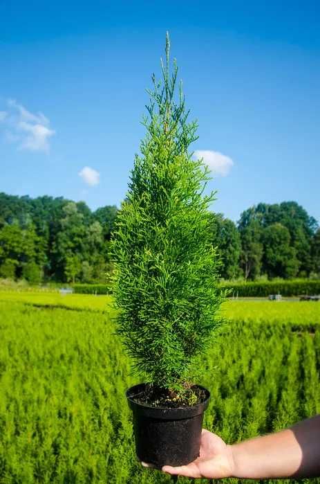 Tuja tuje szmaragd 60 - 80 cm  dostawa gratis
