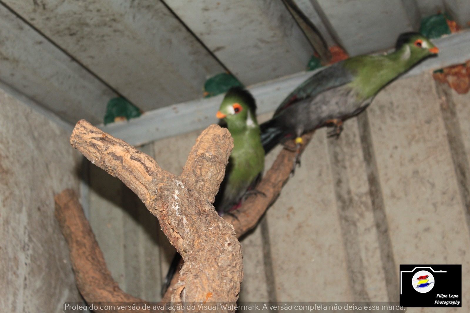 Turacos para venda com um ano