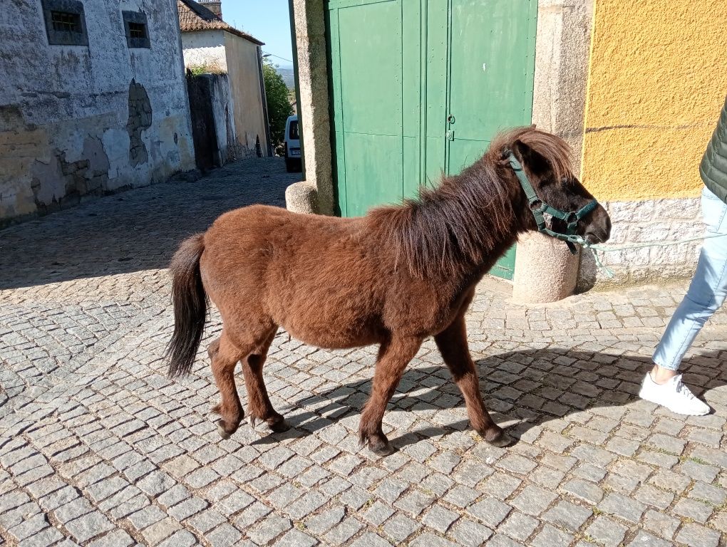 Pônei muito manso
