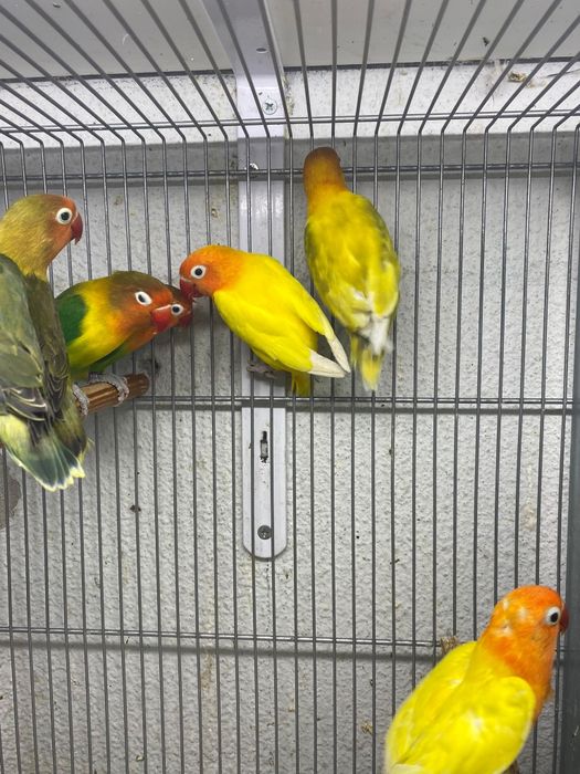 Agapones Fischer e Personatas